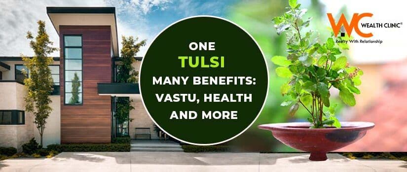 One Tulsi Many Benefits: Vastu, Health, Medicinal, Religious, Home Décor and More