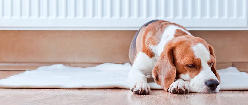 4 Tips to Make Your Home Pet-friendly
